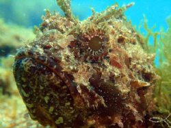 Scorpionfish watching me :D by Mário Monteiro 